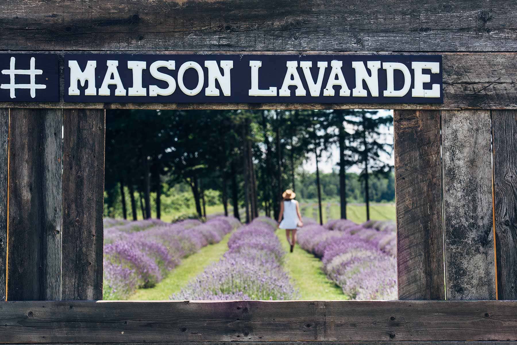 Image de l'activité la Maison Lavande